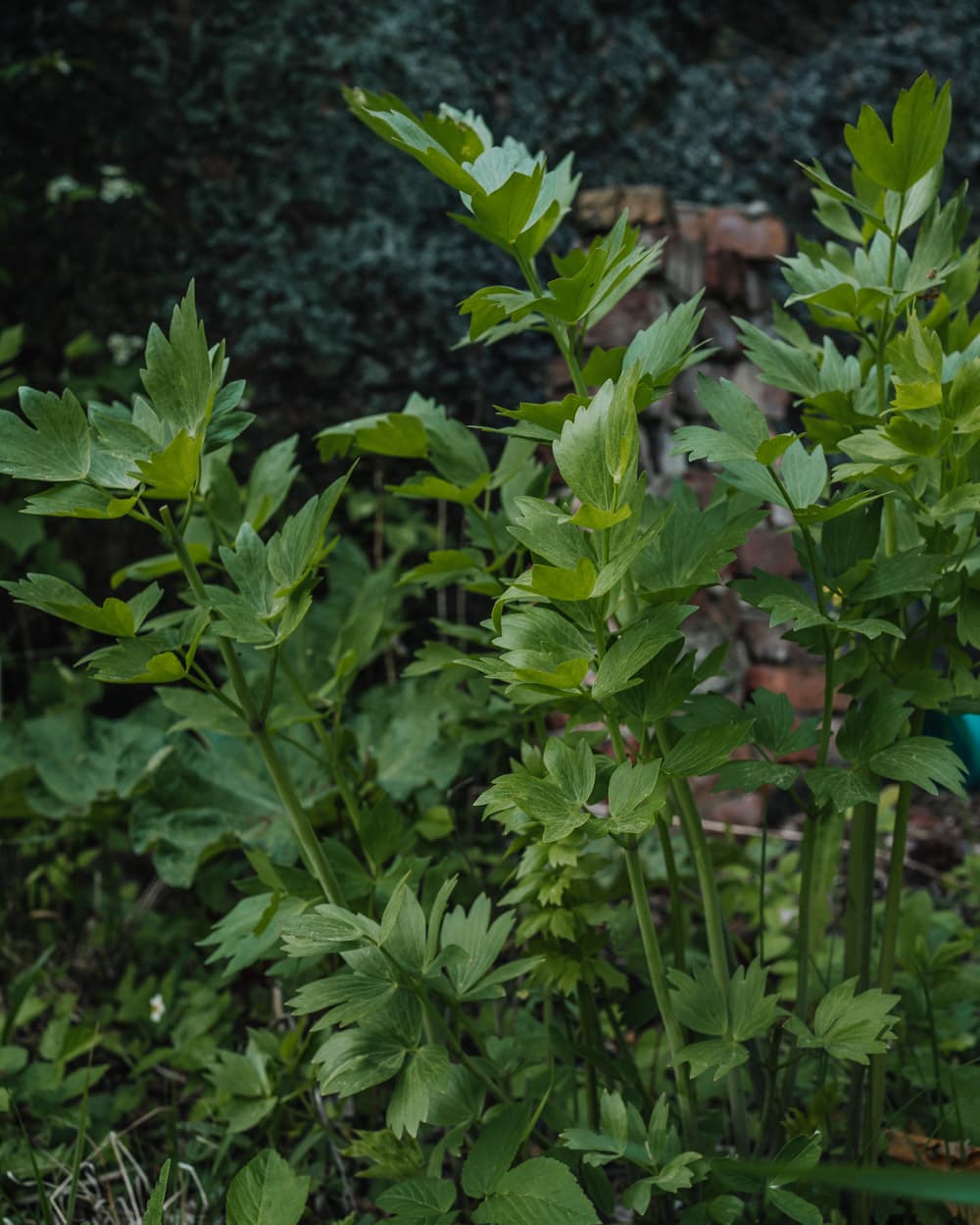 Kuva artikkelille lipstikka